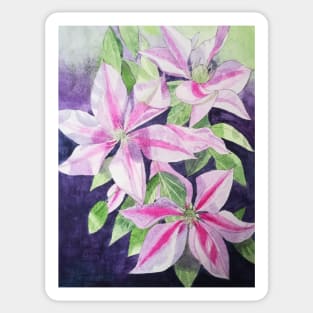 Pink purple clematis watercolour painting Sticker